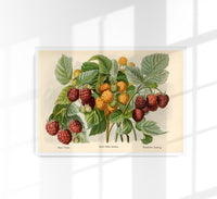 Sweet Yellow Baumforth Raspberries Fruit Poster – Fine Art Print UV-Resistant — Ansicht 1