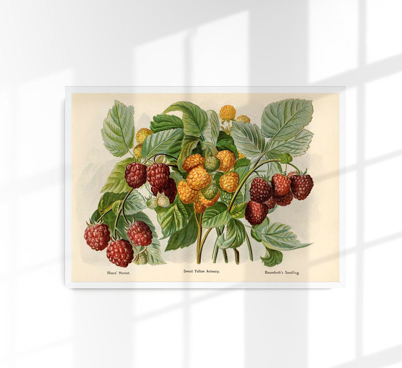 Sweet Yellow Baumforth Raspberries Fruit Poster – Fine Art Print UV-Resistant — Patroa Studio
