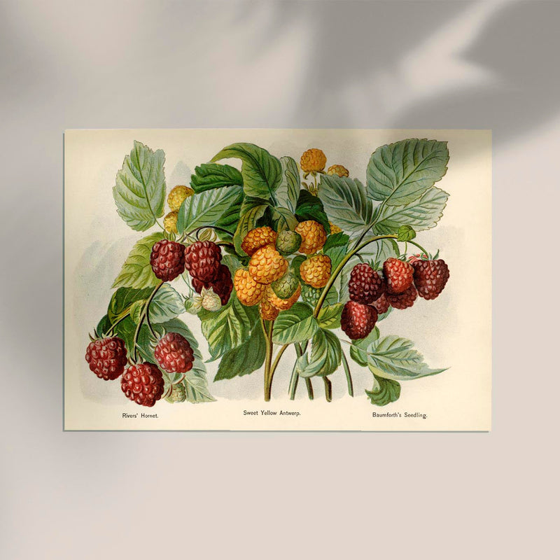 Sweet Yellow Baumforth Raspberries Fruit Poster – Fine Art Print UV-Resistant — Ansicht 2
