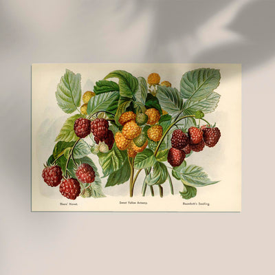 Sweet Yellow Baumforth Raspberries Fruit Poster – Fine Art Print UV-resistent