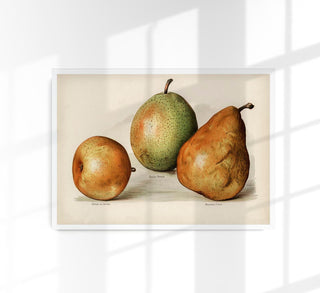 Olivier Easter Nouvelle Pears Fruit Poster – Stillleben Kunst | Fine Art Print | UV-beständig