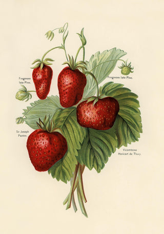 Frogmore Vicomtesse Strawberries Fruit Poster – Historische Erdbeeren | Fine Art Print | Canvas