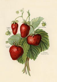 Frogmore Vicomtesse Strawberries Fruit Poster – Historische Erdbeeren Fine Art Print — Ansicht 3