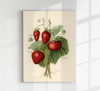 Frogmore Vicomtesse Strawberries Fruit Poster – historisches Erdbeer-Botanikposter als Fine Art Wandkunst für Küche, Essbereich, Café oder Galerie-Wall im klassischen Obststudien-Stil
