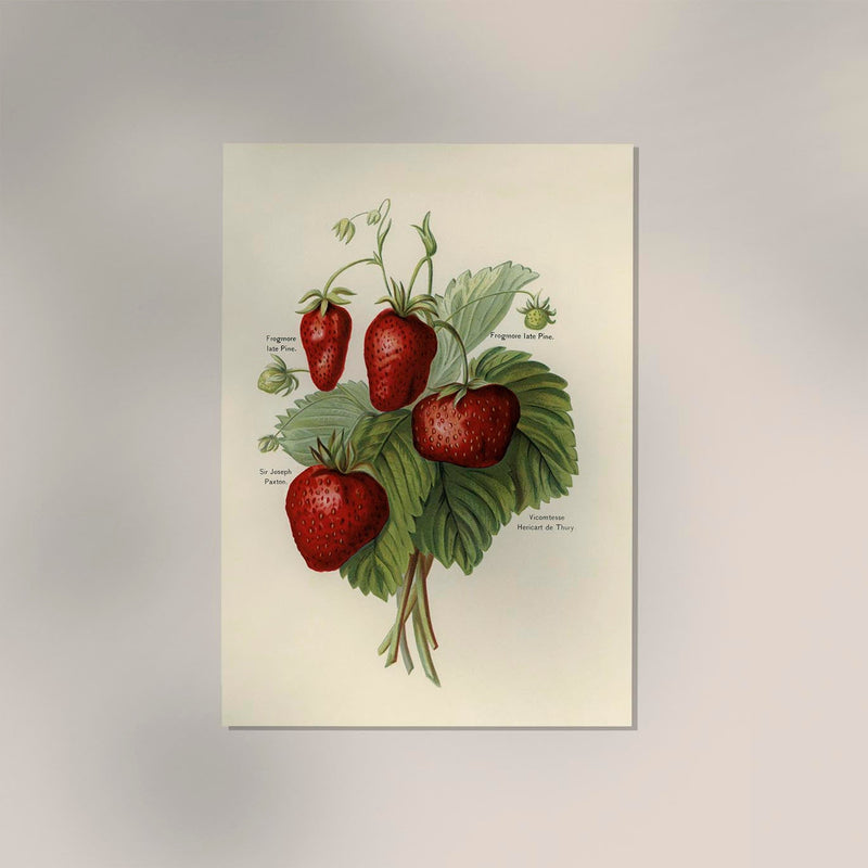 Frogmore Vicomtesse Strawberries Fruit Poster – Historische Erdbeeren Fine Art Print — Ansicht 2