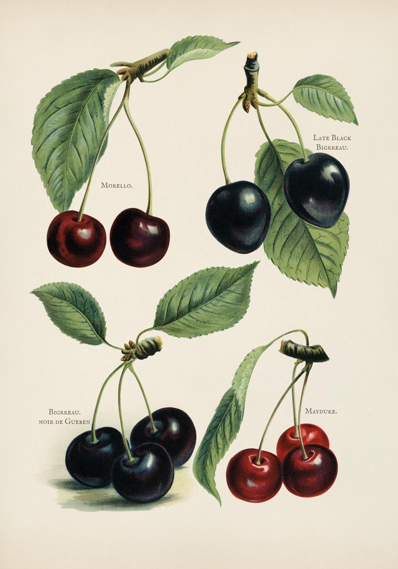 Morello Mayduke Cherries – Fruit Poster | Fine Art Print | UV-resistant — Ansicht 3