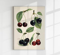 Morello Mayduke Cherries – Fruit Poster | Fine Art Print | UV-resistant — Ansicht 1