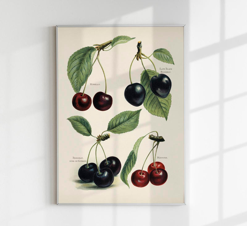 Morello Mayduke Cherries – Fruit Poster | Fine Art Print | UV-resistant — Patroa Studio
