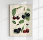 Morello Mayduke Cherries – Fruit Poster | Fine Art Print | UV-resistant