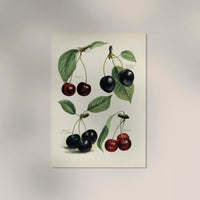 Morello Mayduke Cherries – Fruit Poster | Fine Art Print | UV-resistant — Ansicht 2