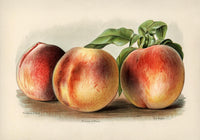 Nectarine Peach Fruit Poster - Botanical Illustration Fine Art — Ansicht 3