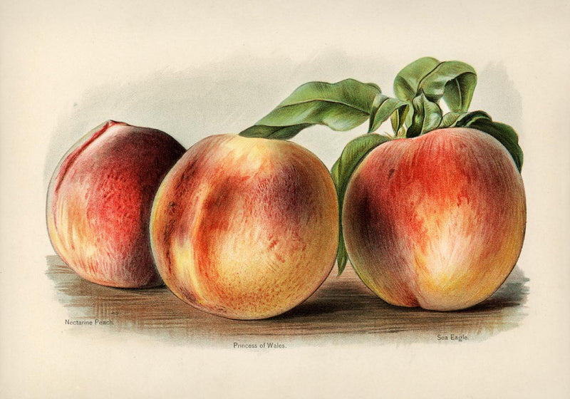 Nectarine Peach Fruit Poster - Botanical Illustration Fine Art — Ansicht 3