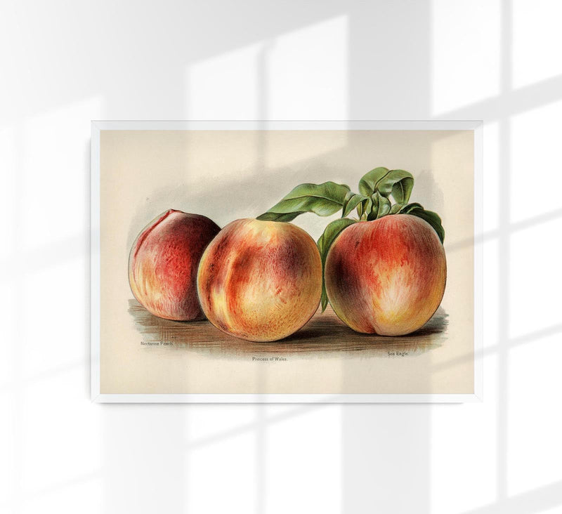 Nectarine Peach Fruit Poster - Botanical Illustration Fine Art — Patroa Studio