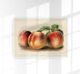 Nectarine Peach Fruit Poster - Botanical Illustration Fine Art