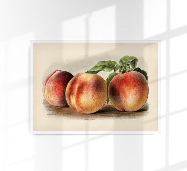 Nektarine Pfirsich Frucht Poster – Botanische Illustration Fine Art