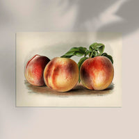 Nectarine Peach Fruit Poster - Botanical Illustration Fine Art — Ansicht 2
