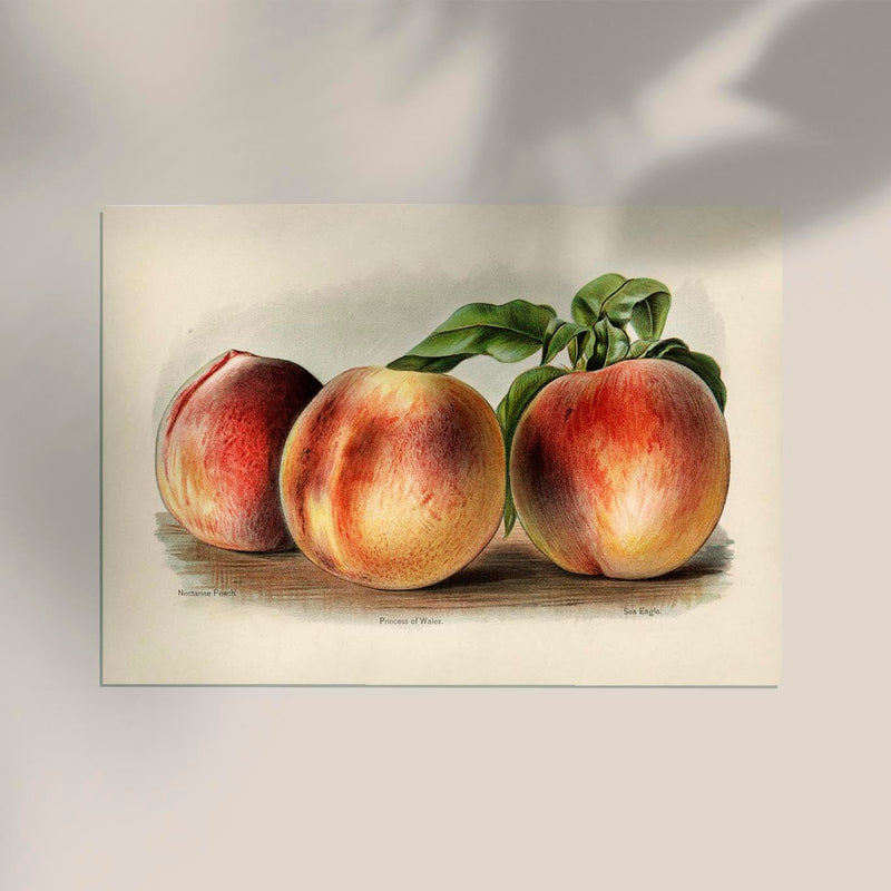 Nectarine Peach Fruit Poster - Botanical Illustration Fine Art — Ansicht 2