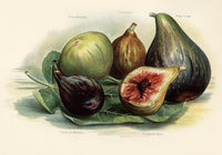 White Marseilles Figs Fruit Poster – Botanische Illustration Fine Art Print — Ansicht 3