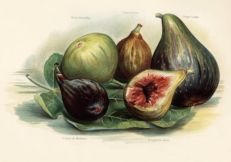 White Marseilles Figs Fruit Poster – Botanische Illustration Fine Art Print — Ansicht 3