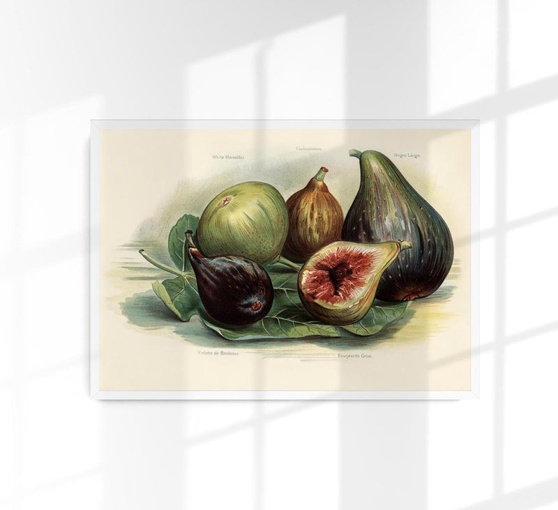 White Marseilles Figs Fruit Poster – Botanische Illustration Fine Art Print — Patroa Studio