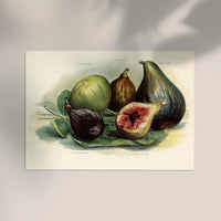 White Marseilles Figs Fruit Poster – Botanische Illustration Fine Art Print — Ansicht 2