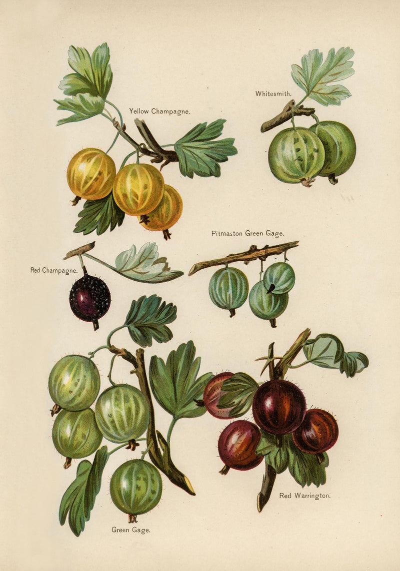 Whitesmith Cherries Fruit Poster – Realistische Fruchtmalerei, Fine Art Druck — Ansicht 3