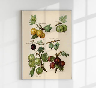 Whitesmith Cherries Fruit Poster – Realistische Fruchtmalerei | Lebendige Farbdarstellung | Feine Detailarbeit