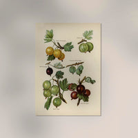 Whitesmith Cherries Fruit Poster – Realistische Fruchtmalerei, Fine Art Druck — Ansicht 2