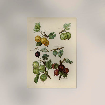 Whitesmith Cherries Fruit Poster – Realistische Fruchtmalerei, Fine Art Druck