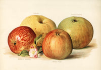 Oldenburg Pippin Apples Fruit Poster – Pop Art Kunstdruck Fine Art — Ansicht 3