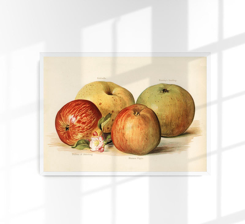 Oldenburg Pippin Apples Fruit Poster – Pop Art Kunstdruck Fine Art — Patroa Studio