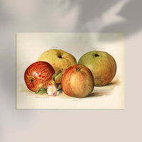 Oldenburg Pippin Apples Fruit Poster – Pop Art Kunstdruck Fine Art — Ansicht 2