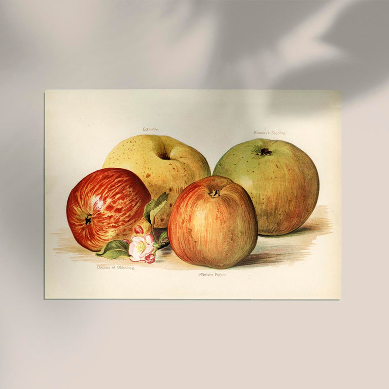 Oldenburg Pippin Apples Fruit Poster – Pop Art Kunstdruck Fine Art — Ansicht 2