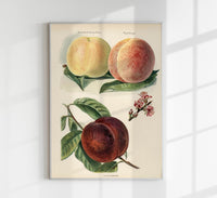 Crimson Galande Peaches – Fine Art Print | Fruit Poster | Painterly Still Life Art — Ansicht 1