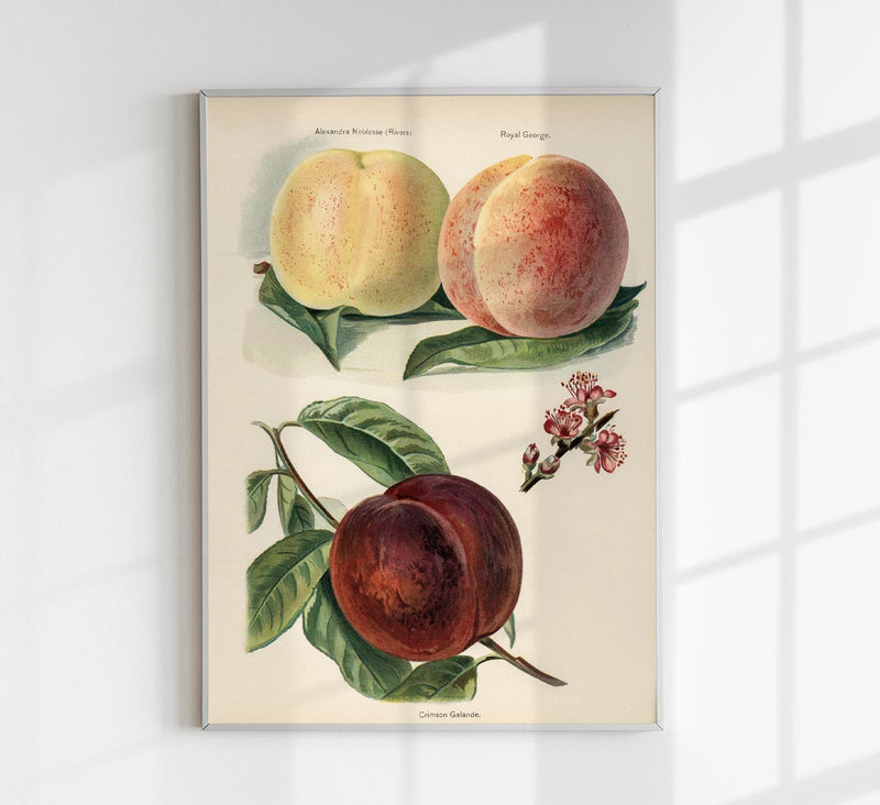 Crimson Galande Peaches – Fine Art Print | Früchteposter | Malerische Stilllebenkunst — Patroa Studio