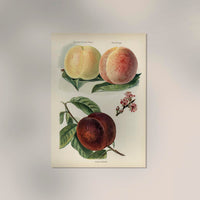 Crimson Galande Peaches – Fine Art Print | Fruit Poster | Painterly Still Life Art — Ansicht 2