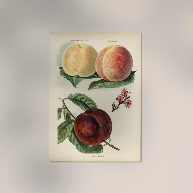 Crimson Galande Peaches – Fine Art Print | Fruit Poster | Painterly Still Life Art — Ansicht 2