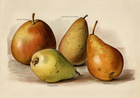 Bergamot Durondeau Peaches Fruit Poster – Fine Art Paper or Canvas — Ansicht 3