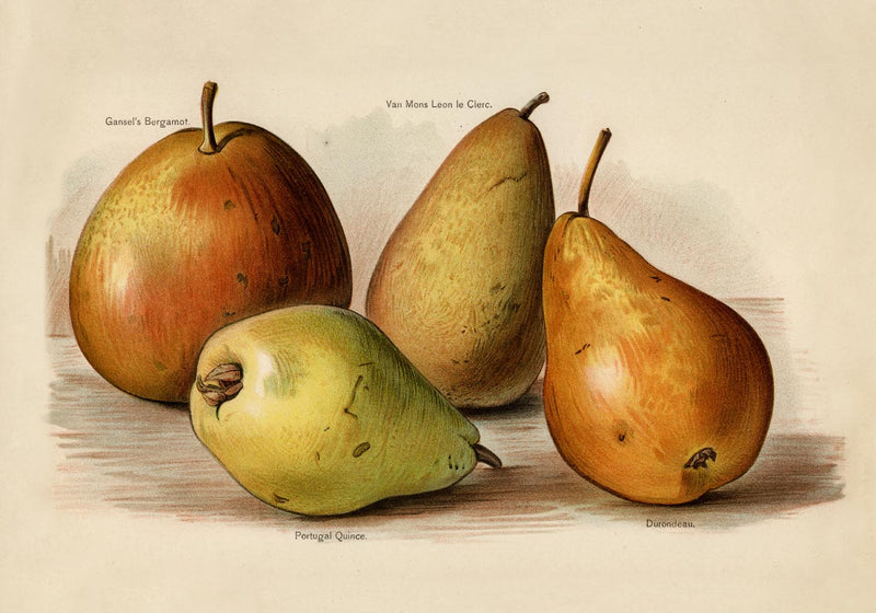 Bergamot Durondeau Peaches Fruit Poster – Fine Art Paper or Canvas — Ansicht 3