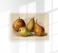 Bergamot Durondeau Peaches Fruit Poster – Fine Art Paper or Canvas — Ansicht 1