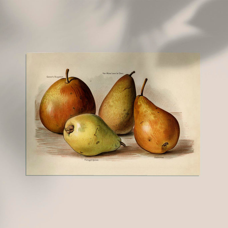 Bergamot Durondeau Peaches Fruit Poster – Fine Art Paper or Canvas — Ansicht 2