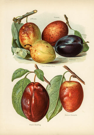 Jefferson Plums – Fruit Poster | Kunstdruck | historische Pflaumenillustration