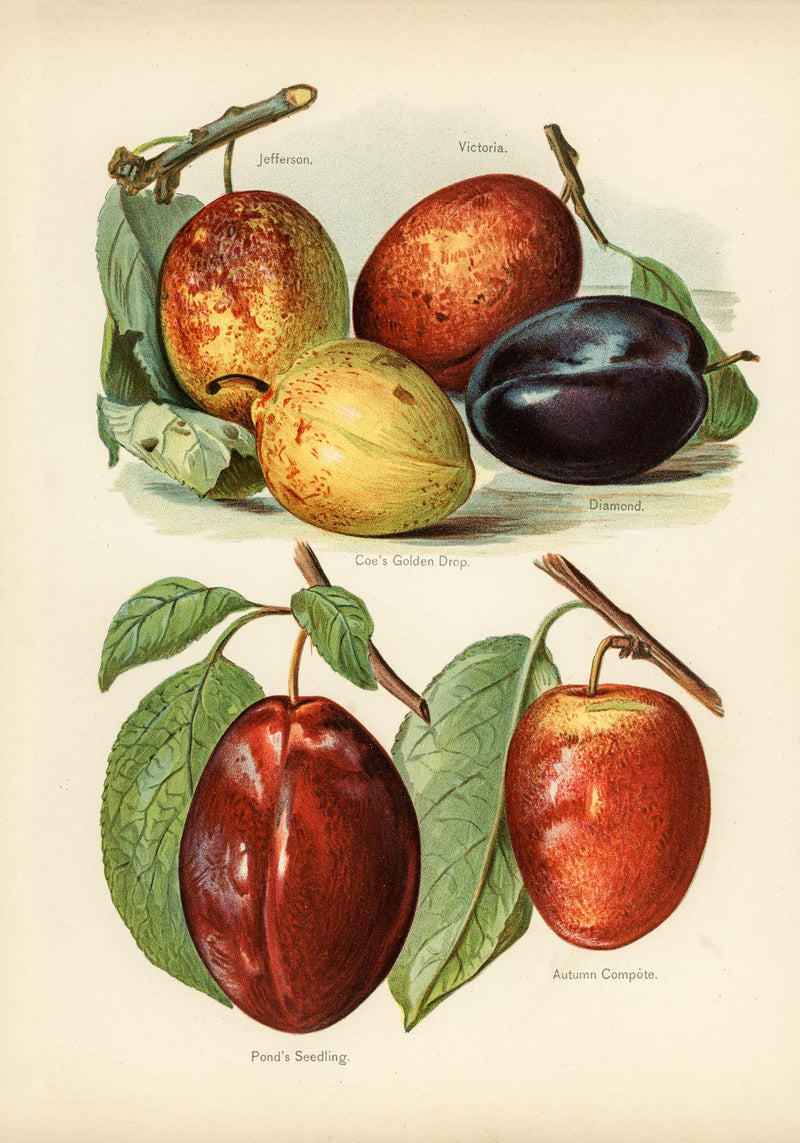 Jefferson Plums Fruit Poster – Botanische Illustration Kunstdruck — Ansicht 3