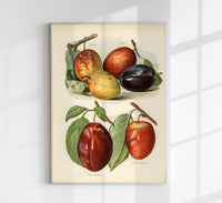 Jefferson Plums Fruit Poster – Botanische Illustration Kunstdruck — Ansicht 1
