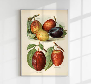 Jefferson Plums Fruit Poster, botanischer Kunstdruck mit historischer Pflaumenillustration im zeitlosen Fine-Art-Stil auf säurefreiem Papier oder Canvas
