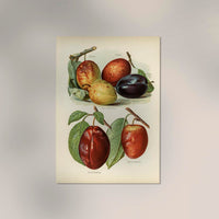 Jefferson Plums Fruit Poster – Botanische Illustration Kunstdruck — Ansicht 2