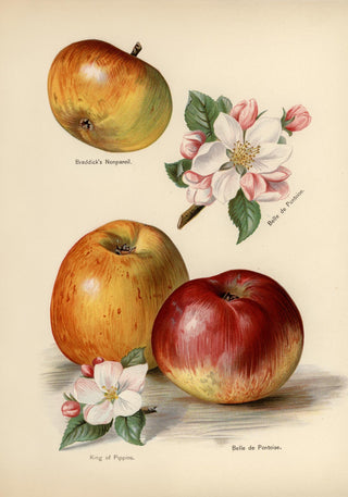 Belle de Pontoise Apples Fruit Poster – Fine Art Paper | Canvas | UV‑archivfest