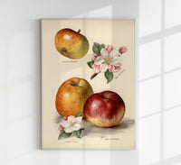 Belle de Pontoise Apples Fruit Poster – Fine Art Paper or Canvas, UV-Archival — Ansicht 1
