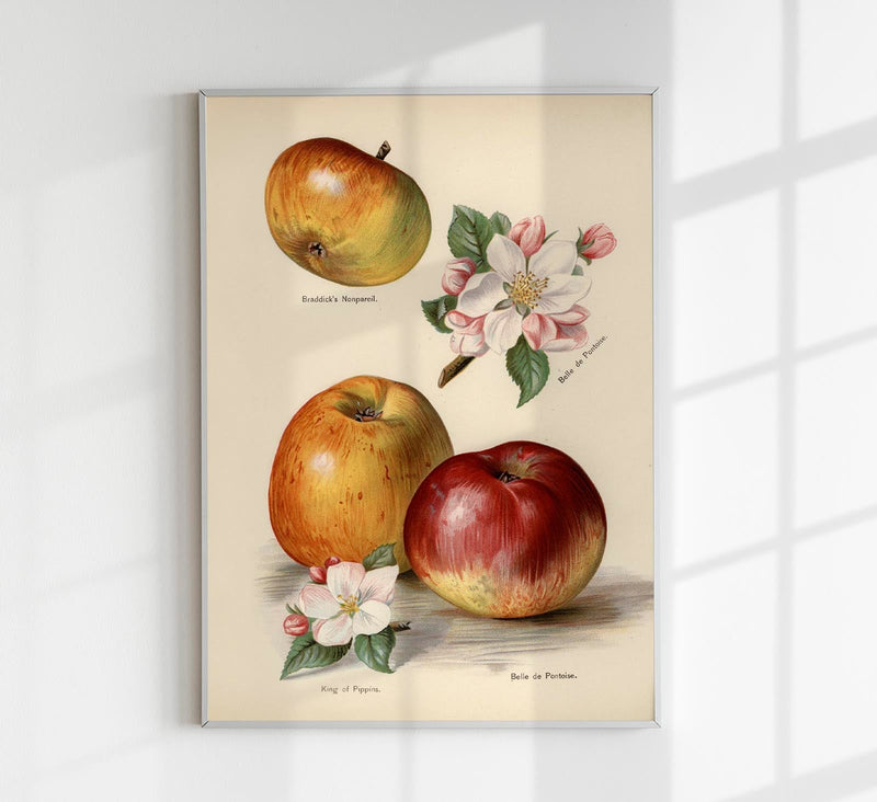 Belle de Pontoise Apples Fruit Poster – Fine Art Paper or Canvas, UV-Archival — Patroa Studio