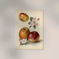 Belle de Pontoise Apples Fruit Poster – Fine Art Paper or Canvas, UV-Archival — Ansicht 2
